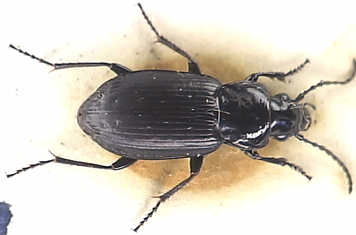 Pterostichus adstrictus